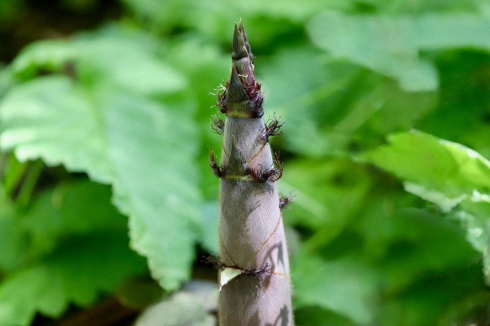 plant growth tips