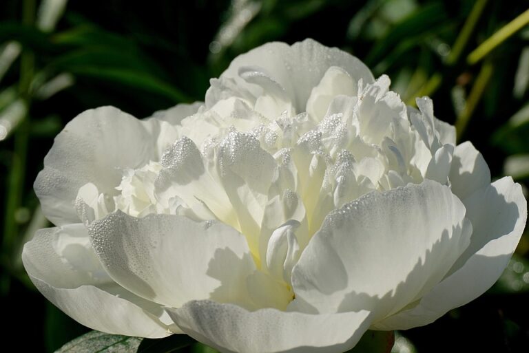 beginner flower gardening