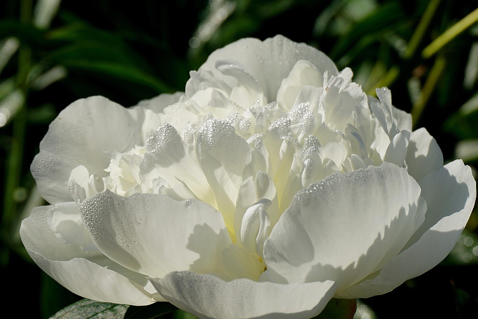beginner flower gardening