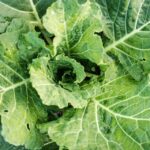 vegetable pest control