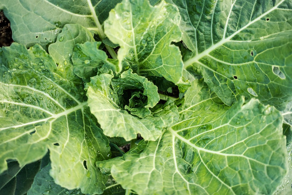vegetable pest control