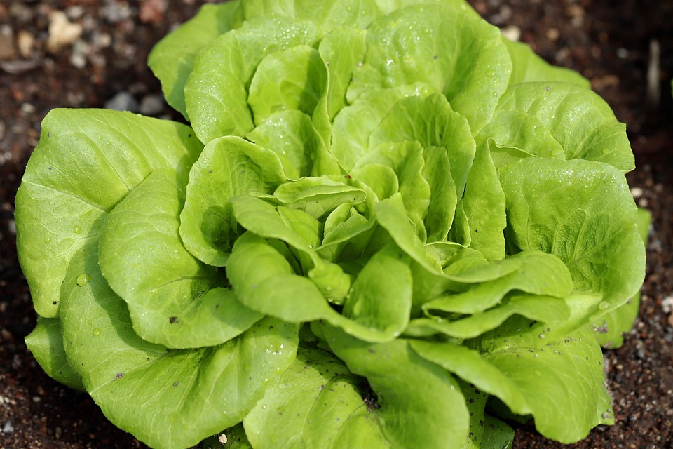garden tools for raised beds
