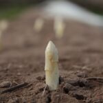 vegetable harvesting tips
