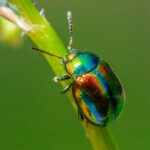 plant pest control