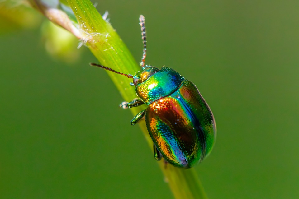 plant pest control