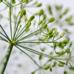 organic vegetable gardening