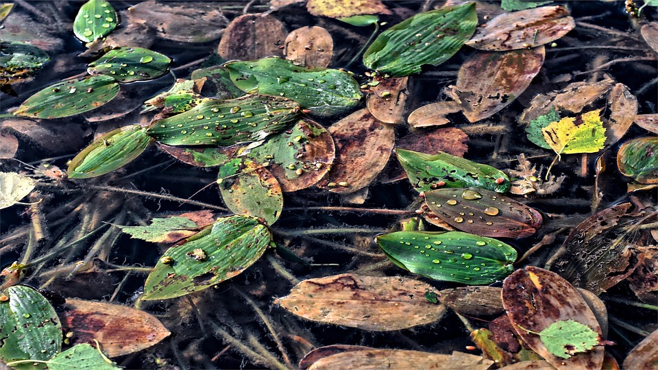 plant watering schedule