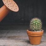 watering plants correctly