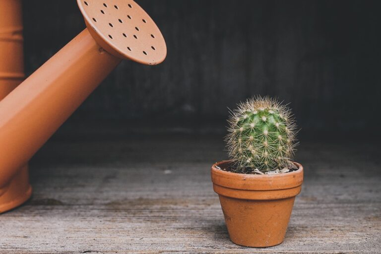 watering plants correctly
