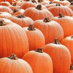 seasonal vegetable gardening