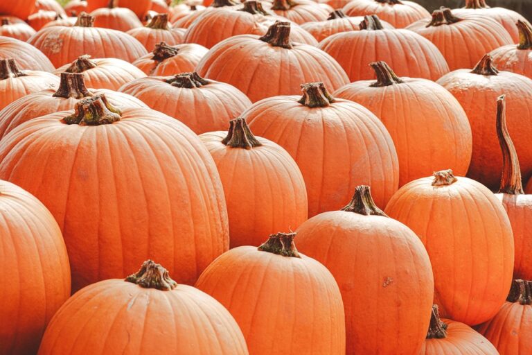 seasonal vegetable gardening