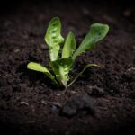 vegetable gardening in small spaces