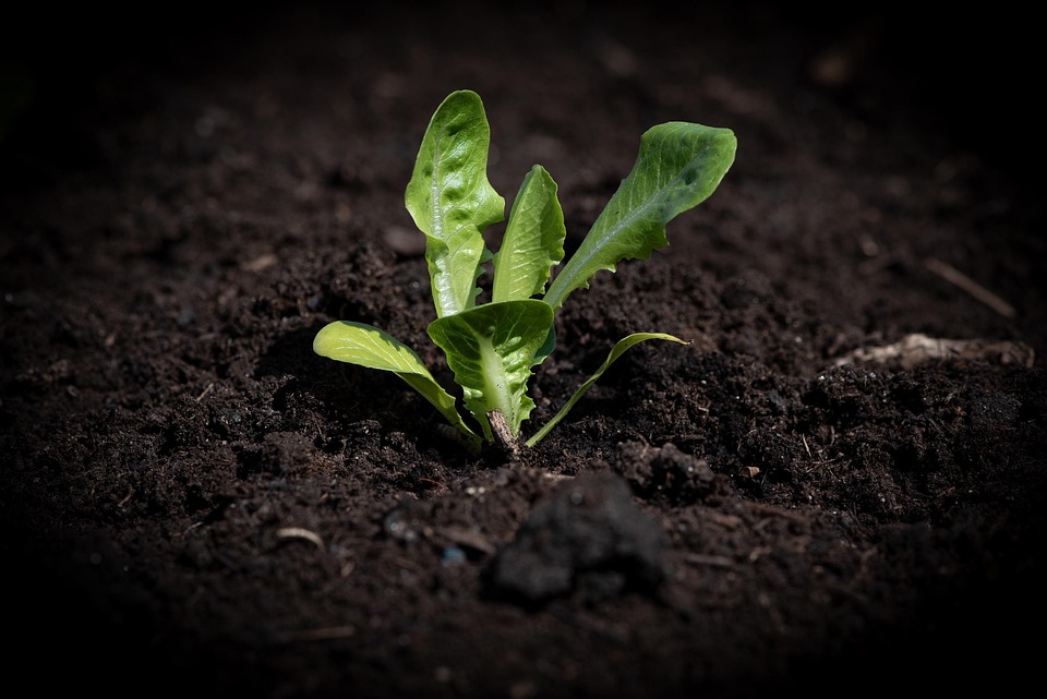 vegetable gardening in small spaces