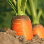 vegetable garden soil