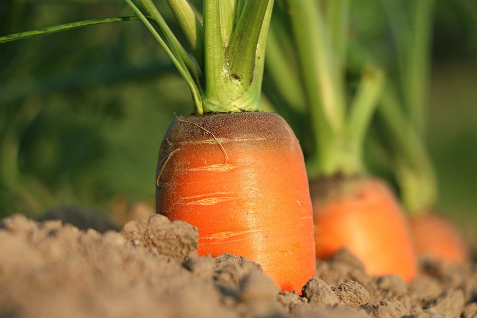 vegetable garden soil