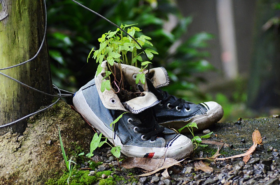 how to revive plants