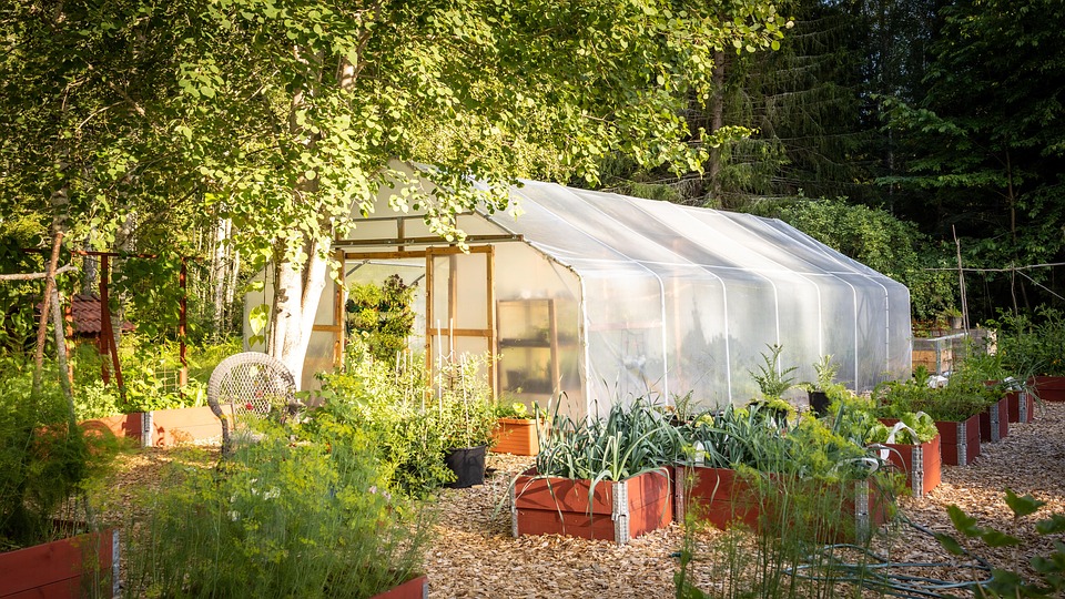 beginner vegetable gardening