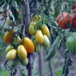 beginner vegetable gardening