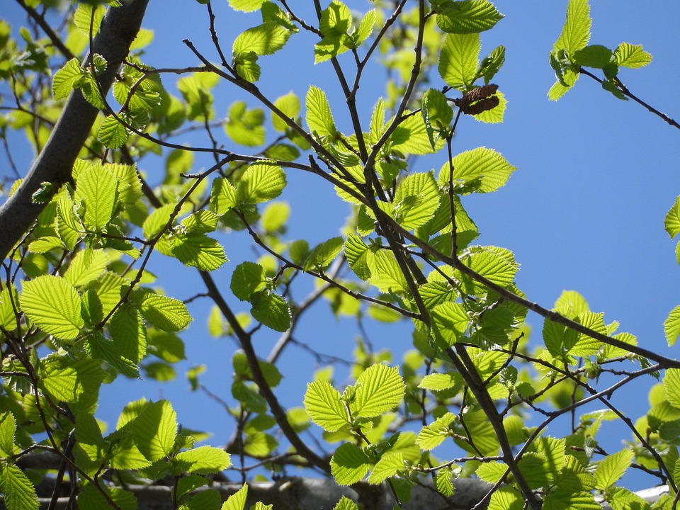 easy plants to grow