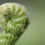 plant care tips