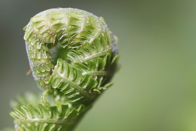 plant care tips