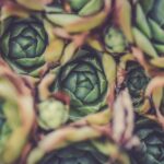 best vegetables to grow