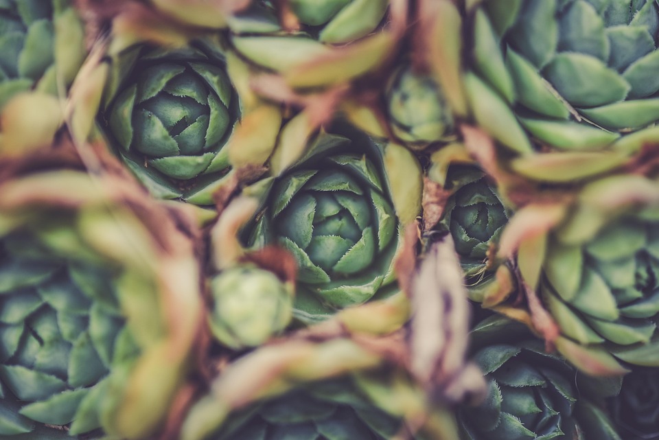 best vegetables to grow
