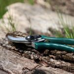 plant pruning guide