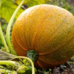 vegetable garden guide