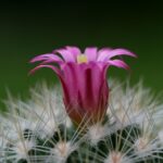 houseplant care guide
