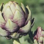 plant nutrition guide
