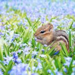 chipmunk-2323827_1280