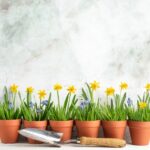 flower-6483797_1280