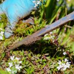 gardening-3296781_1280