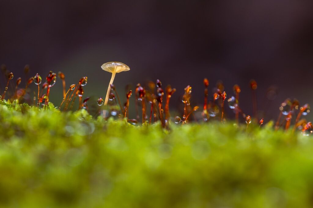 mushroom-2302019_1280