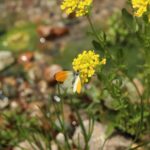 orange-tip-7202784_1280