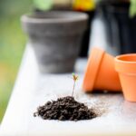 plants-6520443_1280 (1)