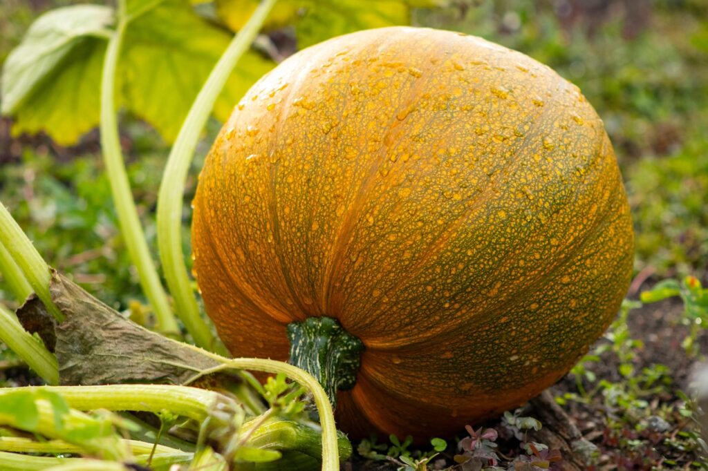pumpkin-8278499_1280