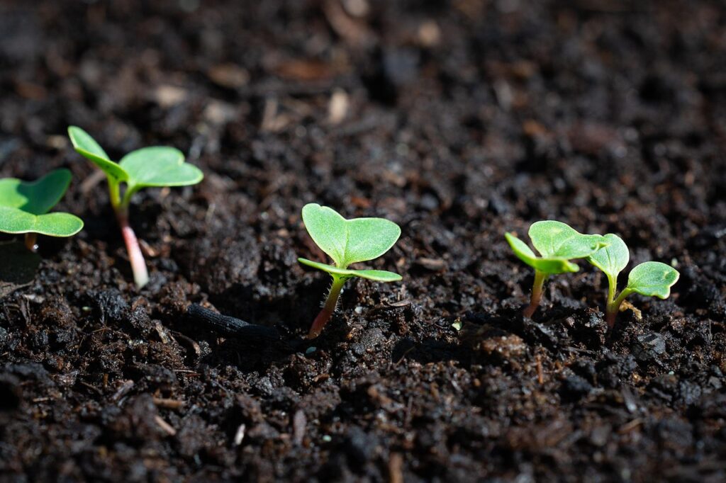 radish-3493155_1280