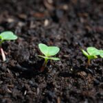 radish-3493155_1280