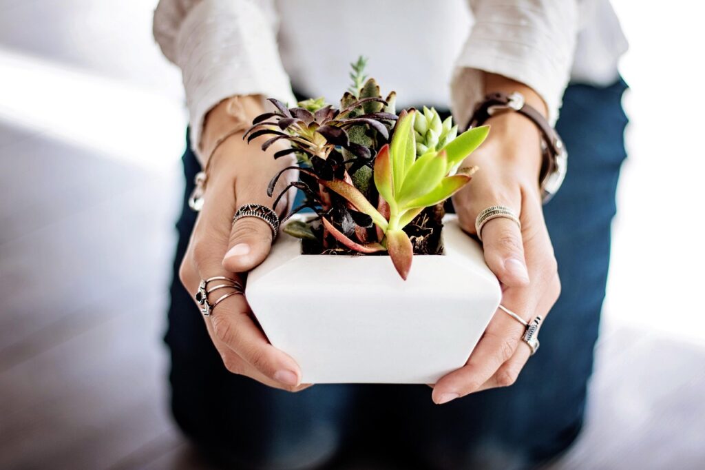succulents-2347550_1280