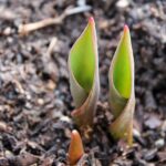 tulip-683989_1280