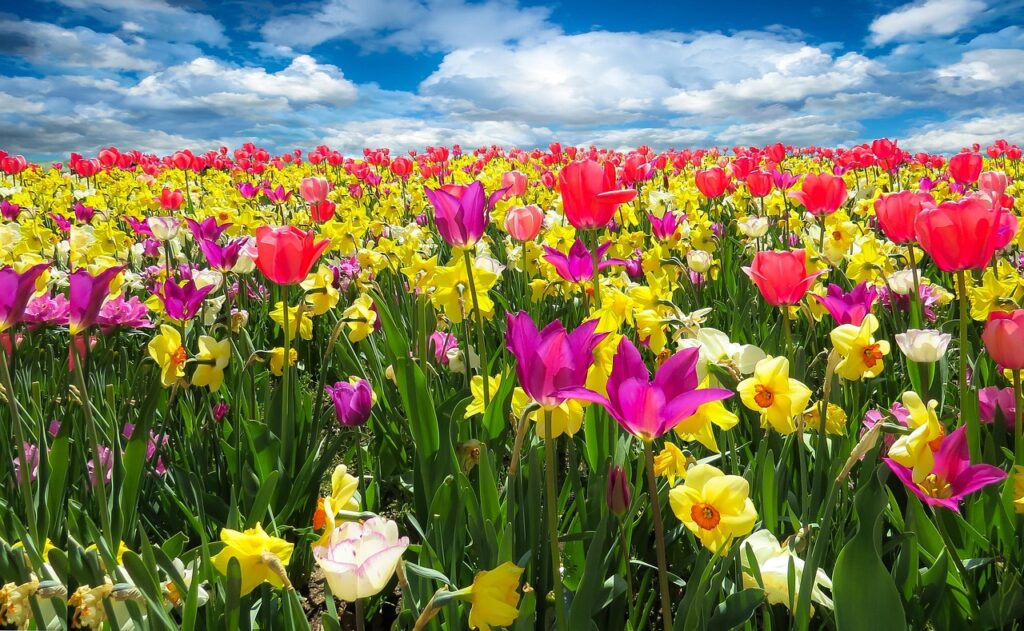 tulips-1197602_1280