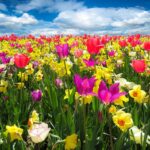 tulips-1197602_1280